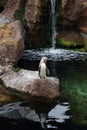 Penguins in The Oceanographic in Valencia Royalty Free Stock Photo